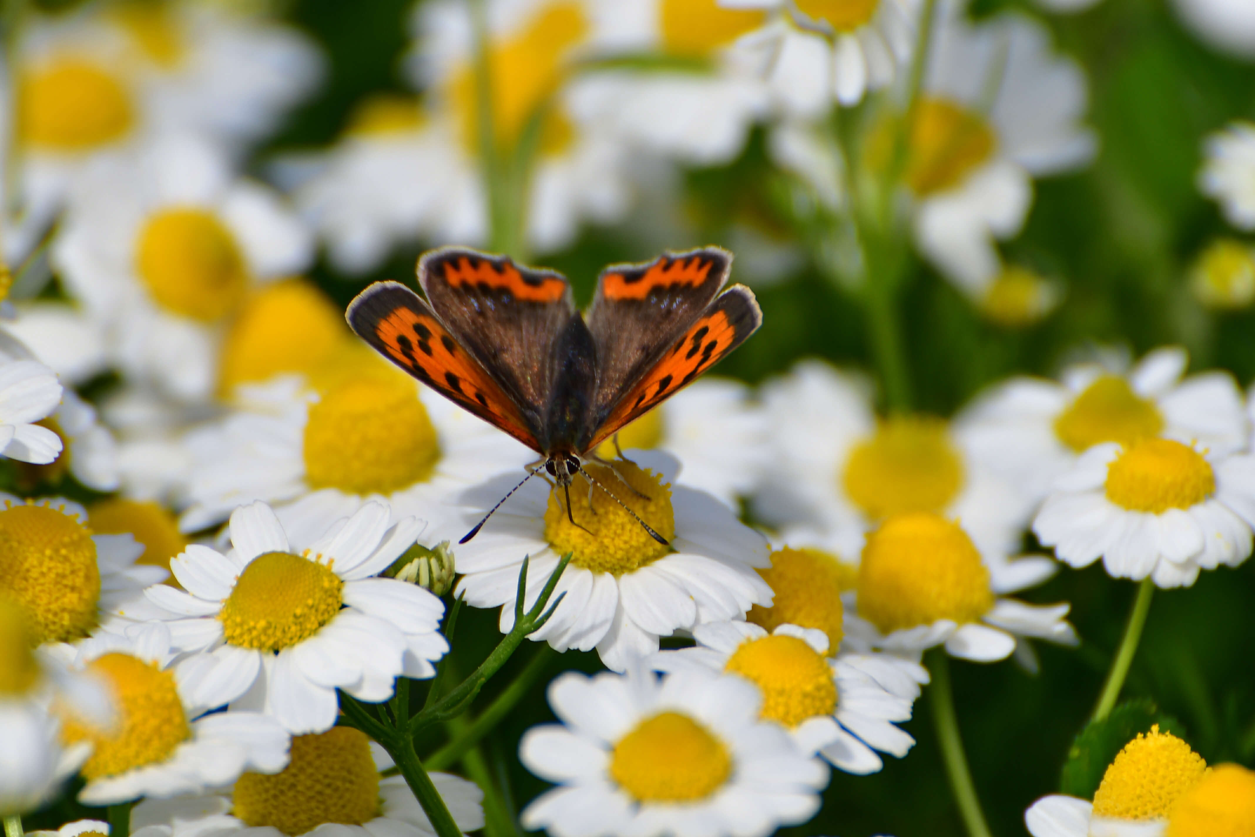 &Tau;&omicron; &Mu;&upsilon;&sigma;&tau;&iota;&kappa;ό &tau;&eta;&sigmaf; &Epsilon;&upsilon;&tau;&upsilon;&chi;ί&alpha;&sigmaf;: &Gamma;&iota;&alpha;&tau;ί &omicron;&iota; &Phi;&iota;&nu;&lambda;&alpha;&nu;&delta;&omicron;ί &pi;&epsilon;&tau;&upsilon;&chi;&alpha;ί&nu;&omicron;&upsilon;&nu; &epsilon;&kappa;&epsilon;ί &pi;&omicron;&upsilon; &epsilon;&mu;&epsilon;ί&sigmaf; &alpha;&kappa;ό&mu;&eta; &psi;ά&chi;&nu;&omicron;&upsilon;&mu;&epsilon;