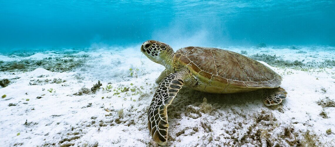  &Sigma;&omicron;&beta;&alpha;&rho;ό &pi;&epsilon;&rho;&iota;&sigma;&tau;&alpha;&tau;&iota;&kappa;ό &mu;&epsilon; &theta;&alpha;&lambda;ά&sigma;&sigma;&iota;&alpha; &chi;&epsilon;&lambda;ώ&nu;&alpha; &sigma;&tau;&eta;&nu; &Alpha;&nu;ά&beta;&upsilon;&sigma;&sigma;&omicron; &ndash; &Tau;&rho;&alpha;&upsilon;&mu;&alpha;&tau;ί&sigma;&tau;&eta;&kappa;&epsilon; &sigma;&omicron;&beta;&alpha;&rho;ά &gamma;&upsilon;&nu;&alpha;ί&kappa;&alpha;